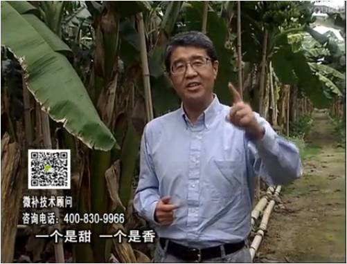 20170327珠江臺搖錢樹：香蕉噴施微補(bǔ)果力+碧力+壯力、撒微補(bǔ)倍力，提高品質(zhì)、同時減肥提產(chǎn)
