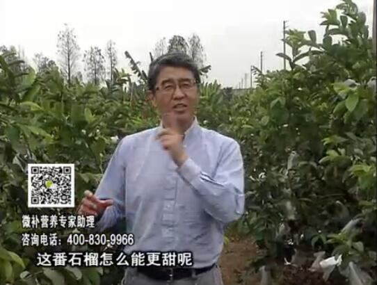 20170327珠江臺搖錢樹：番石榴噴施微補(bǔ)果力+壯力，補(bǔ)充磷鉀鈣鎂等，促進(jìn)果甜品質(zhì)高