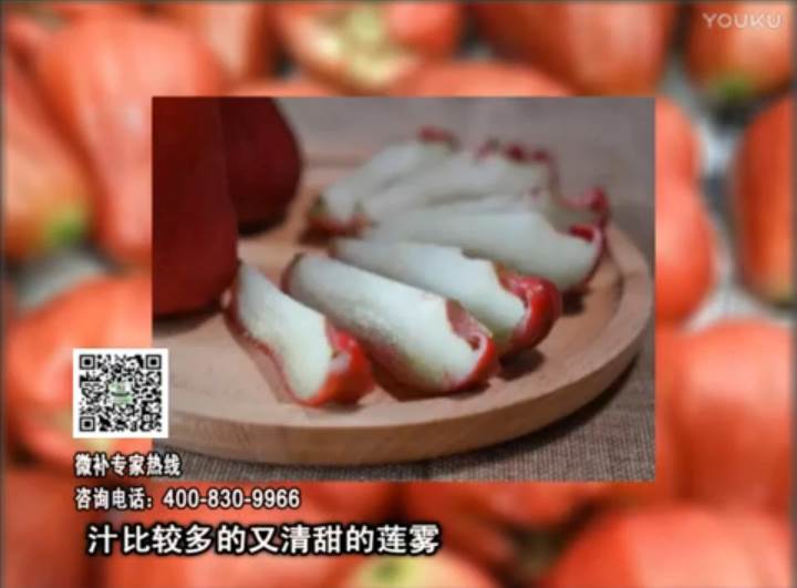 20170424珠江臺搖錢樹：蓮霧淋沖微補(bǔ)水肥，壯長、提高果實品質(zhì)賣價