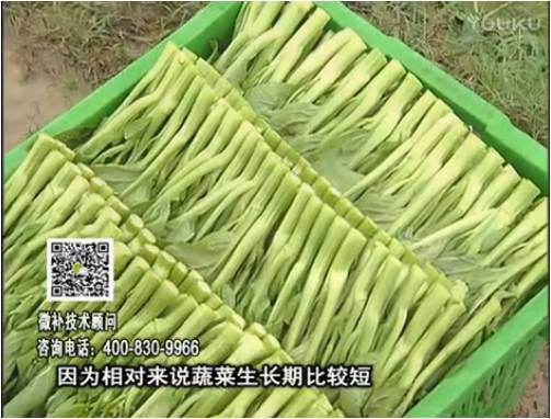 20170306珠江臺(tái)搖錢樹：蔬菜澆施微補(bǔ)根力鈣+精力，提高蔬菜長(zhǎng)勢(shì)，減少病害，提高收益