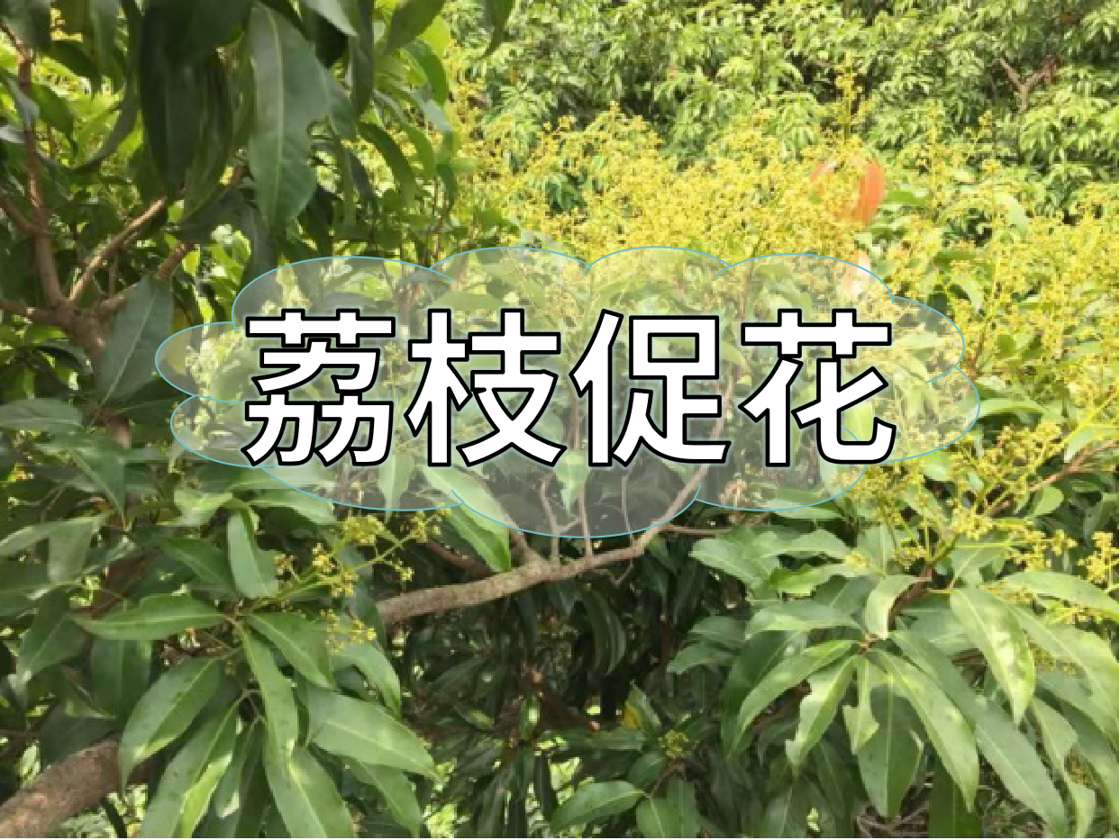 荔枝控梢期，做好促花工作，來年高產(chǎn)有基礎(chǔ)