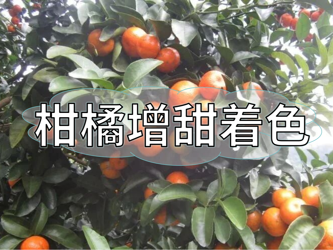 柑橘增甜和轉(zhuǎn)色，到底和什么有關(guān)