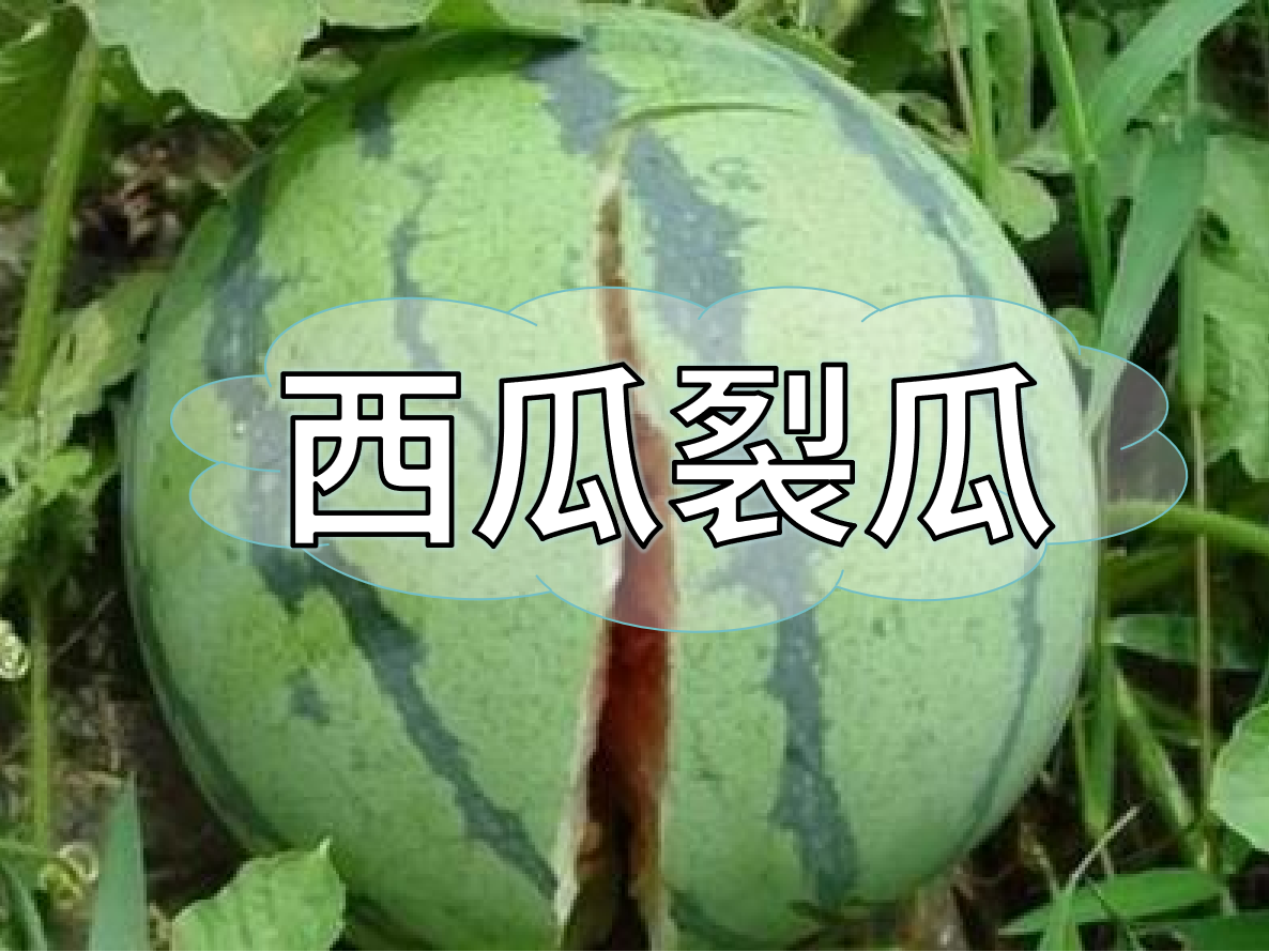 西瓜裂瓜致低產(chǎn)，這樣做，輕松解決問題！