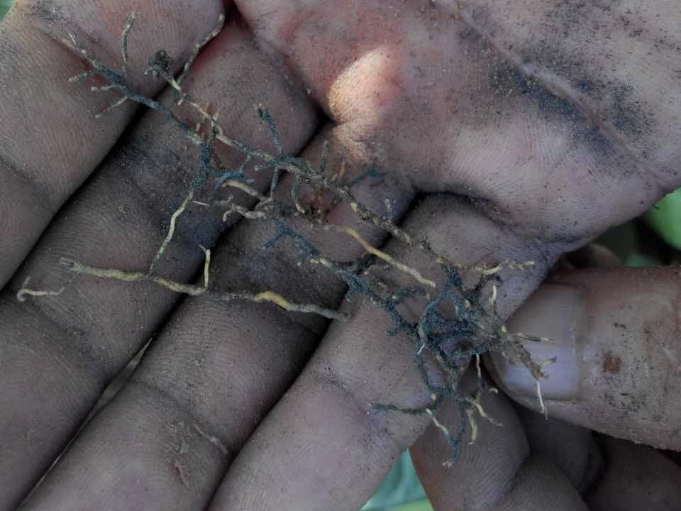 一招教你如何簡單判斷土壤酸性大