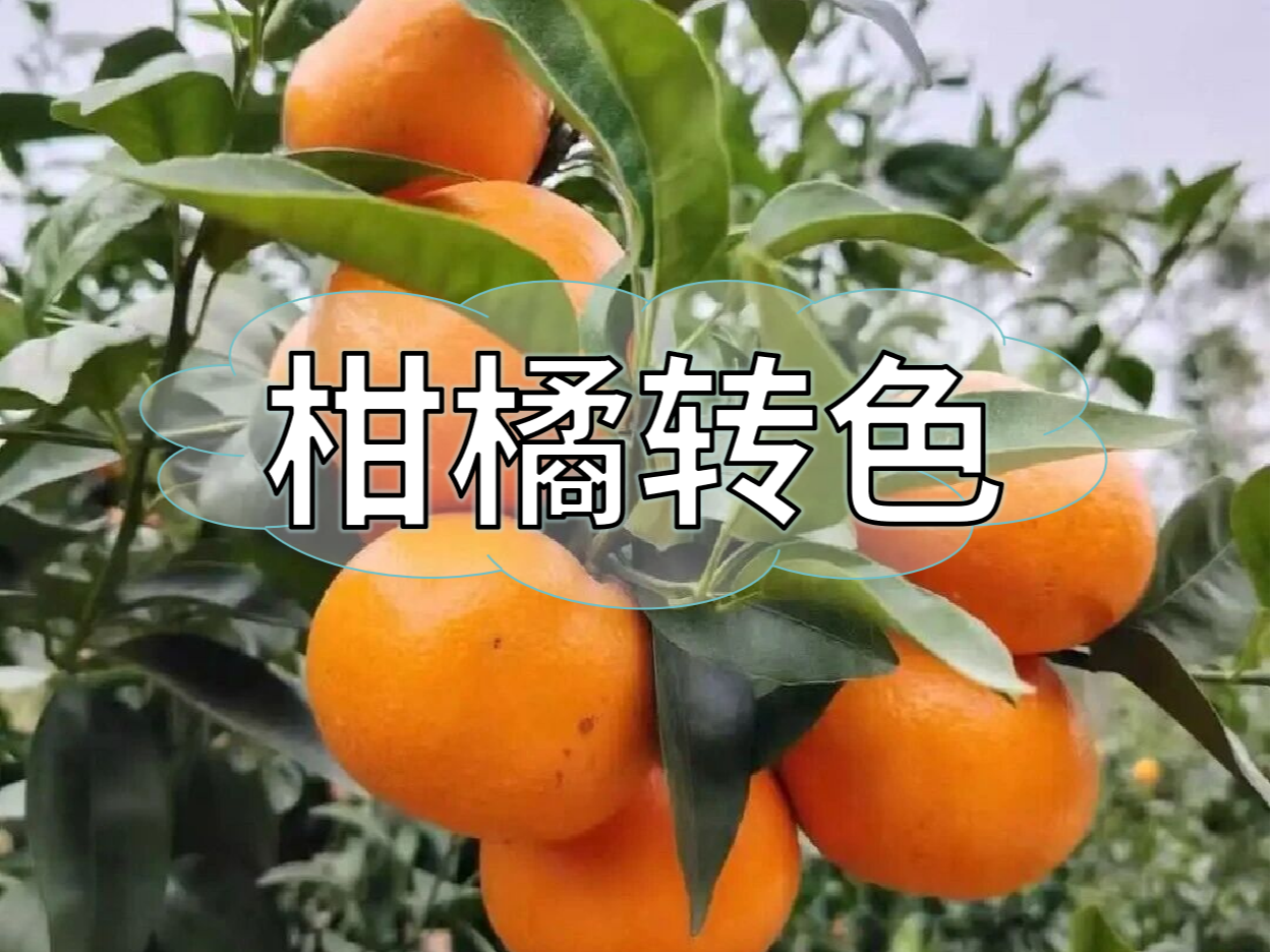 柑橘果靚價更高，這樣做著色增甜一步到位