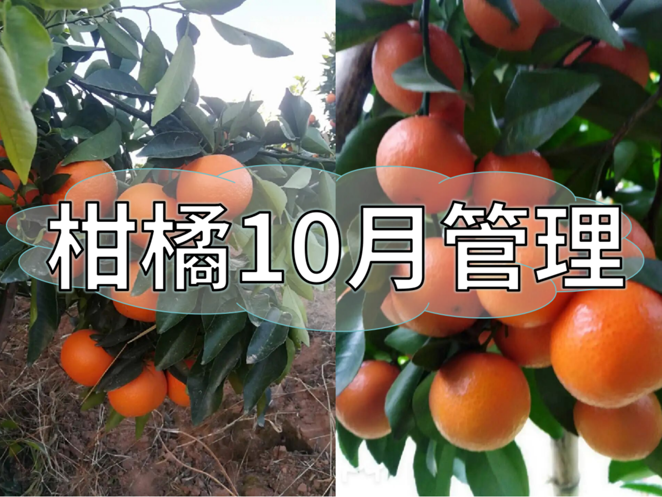 柑橘10月管理指南，助力品質(zhì)柑橘