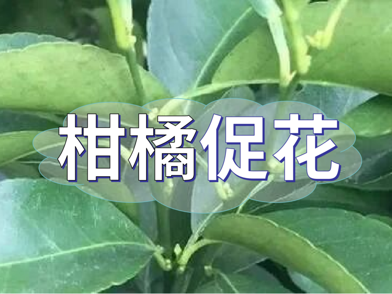 柑橘來(lái)年開(kāi)花多花健壯，這個(gè)促花方案必加上