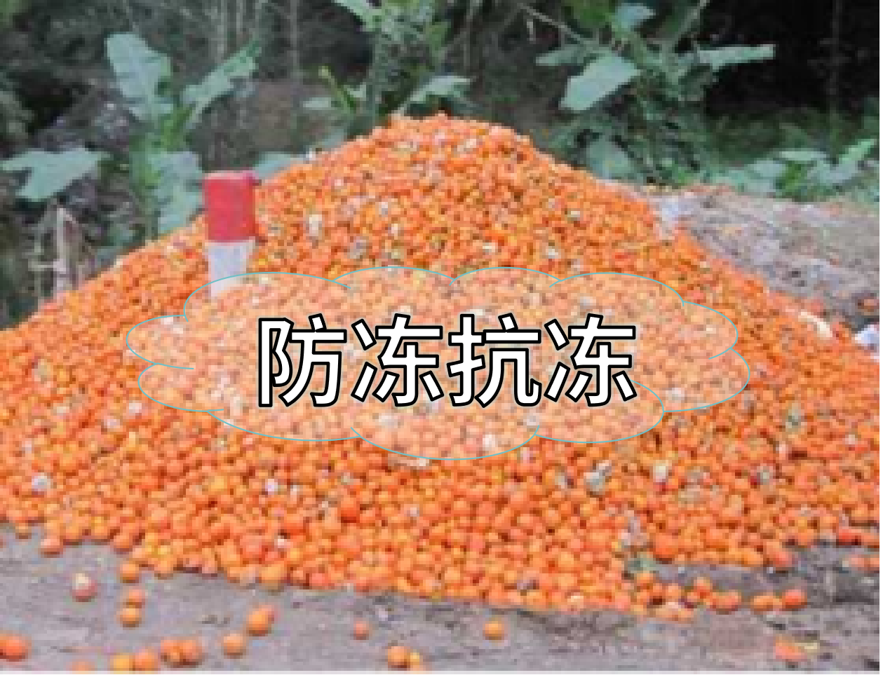 抗凍營(yíng)養(yǎng)提前積累，今年抗凍不愁