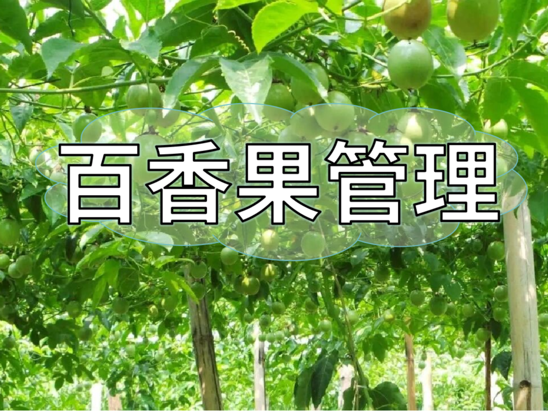 百香果施肥管理看這篇就夠了！優(yōu)產(chǎn)高產(chǎn)必備