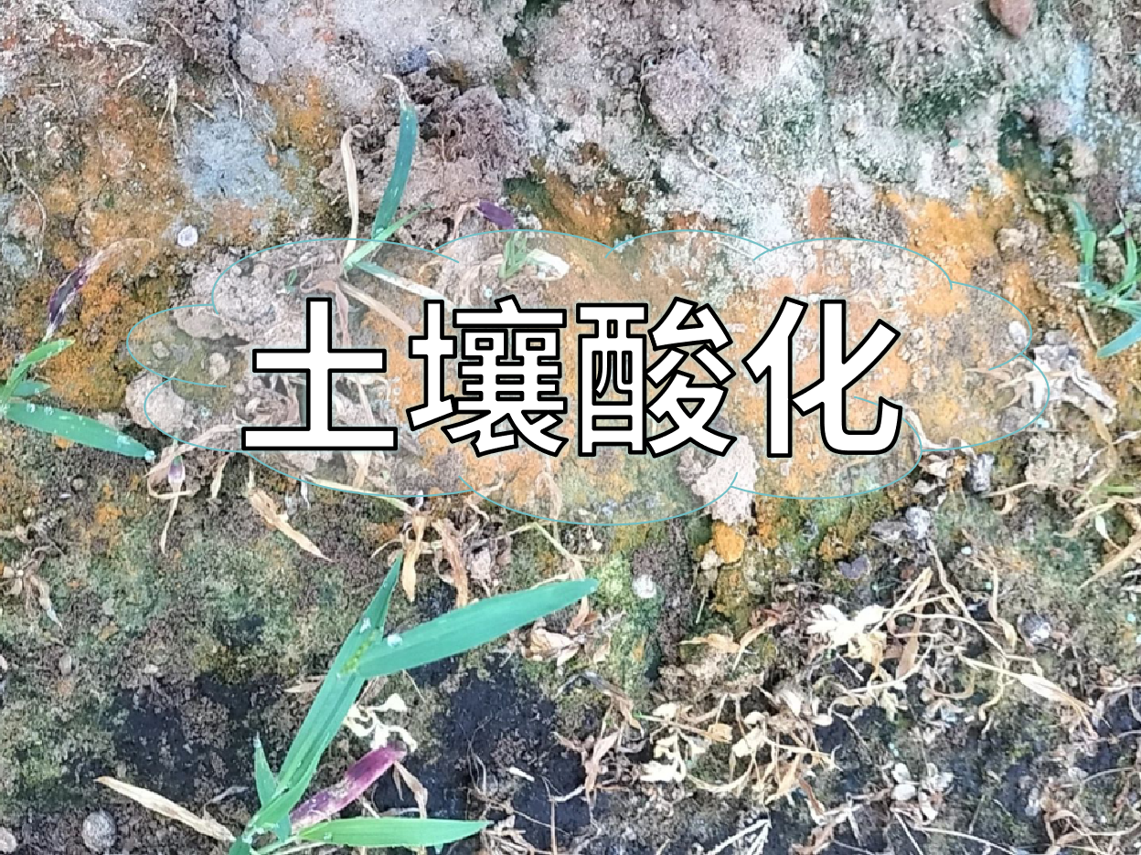 <i style='color:red'>土壤酸化</i>柑橘樹(shù)變黃，教你一招快速調(diào)酸防黃化