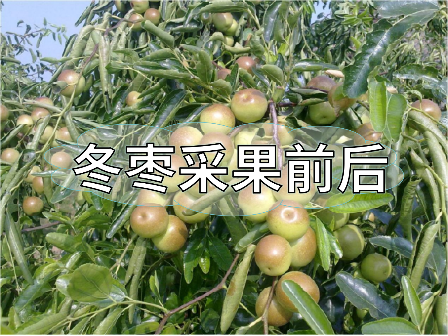 冬棗采果前后管理攻略