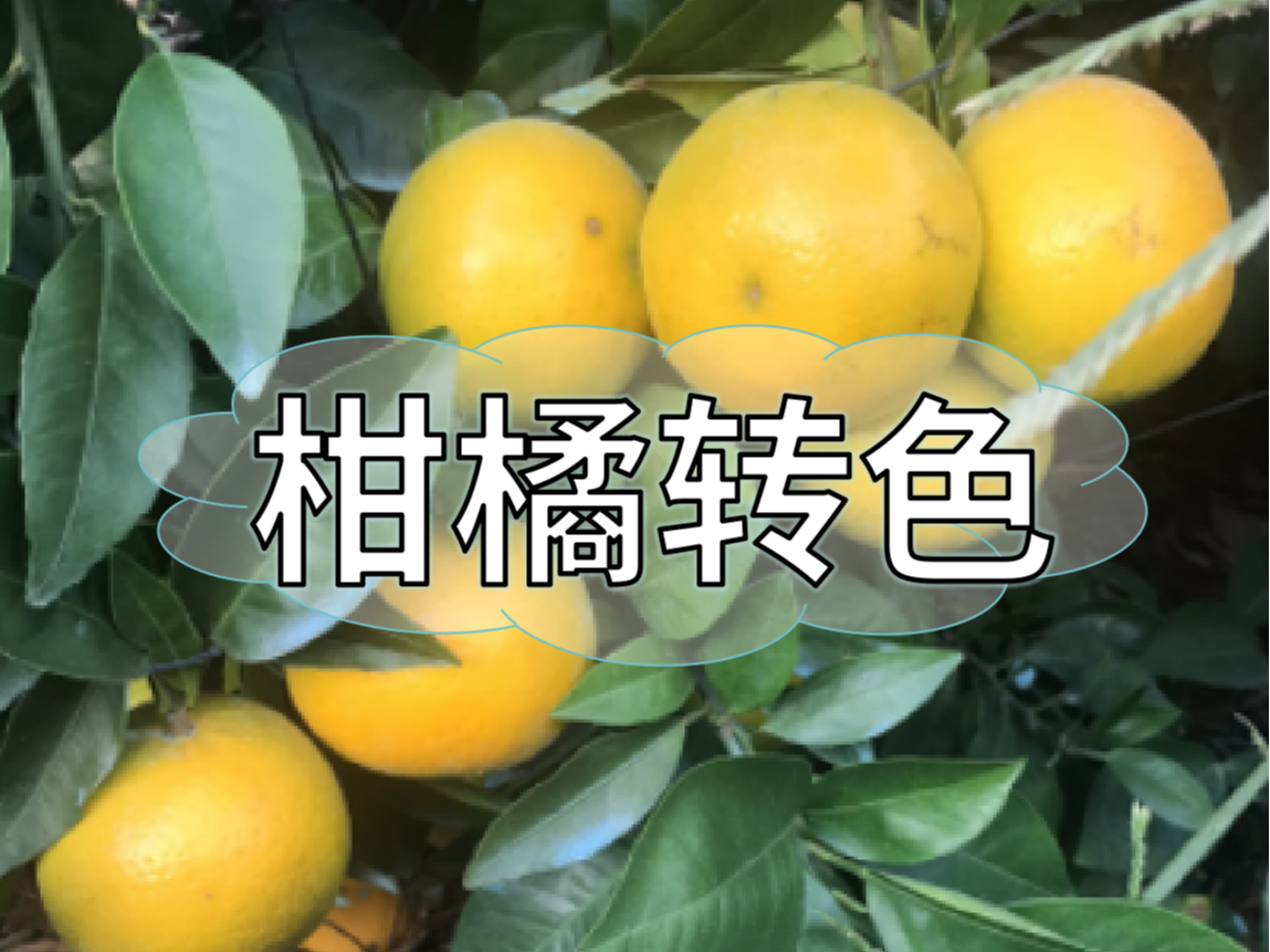 柑橘著色不理想，沖刺品質(zhì)果要抓緊了！