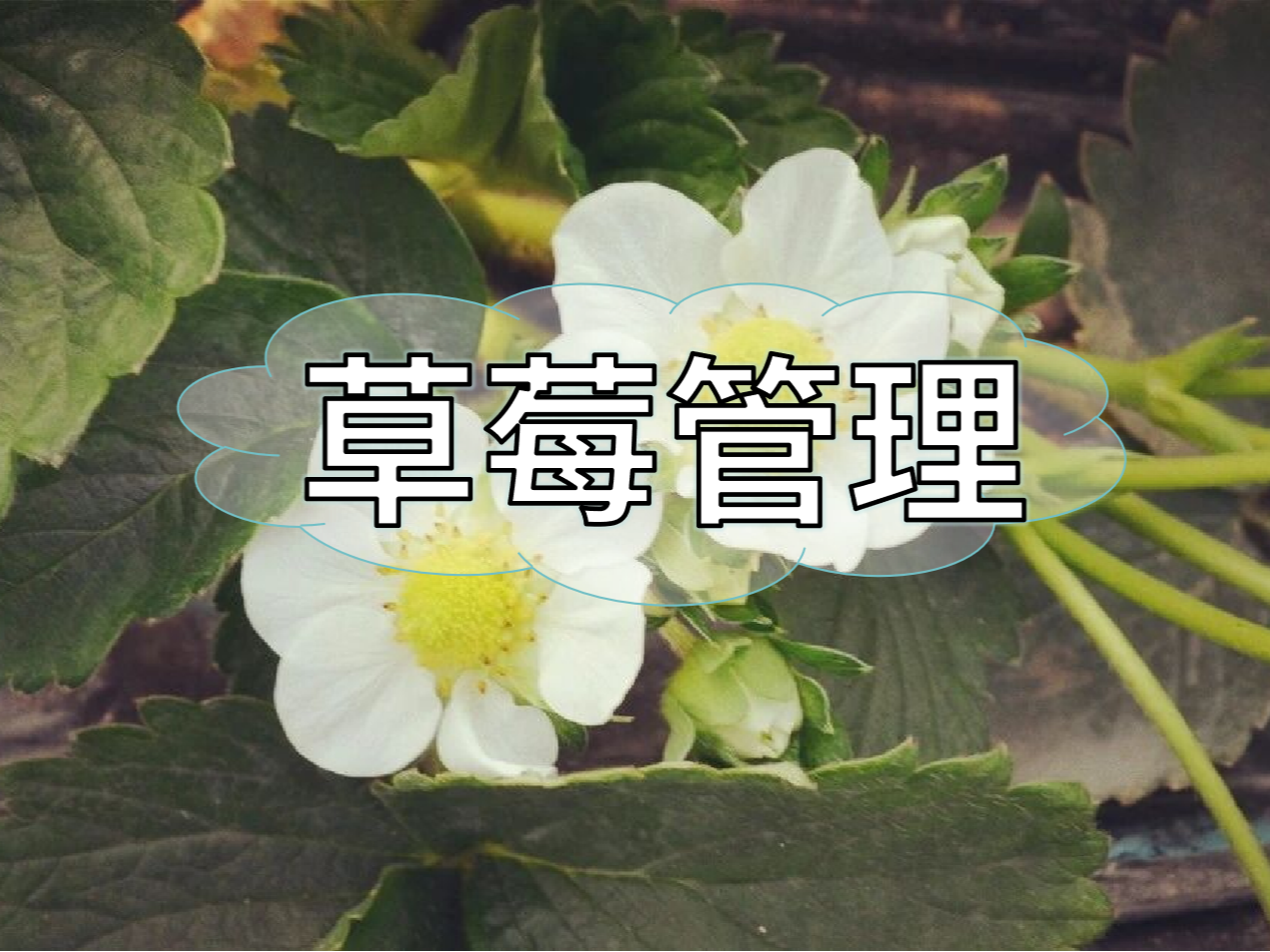 草莓這些做好，優(yōu)產(chǎn)增收不愁！