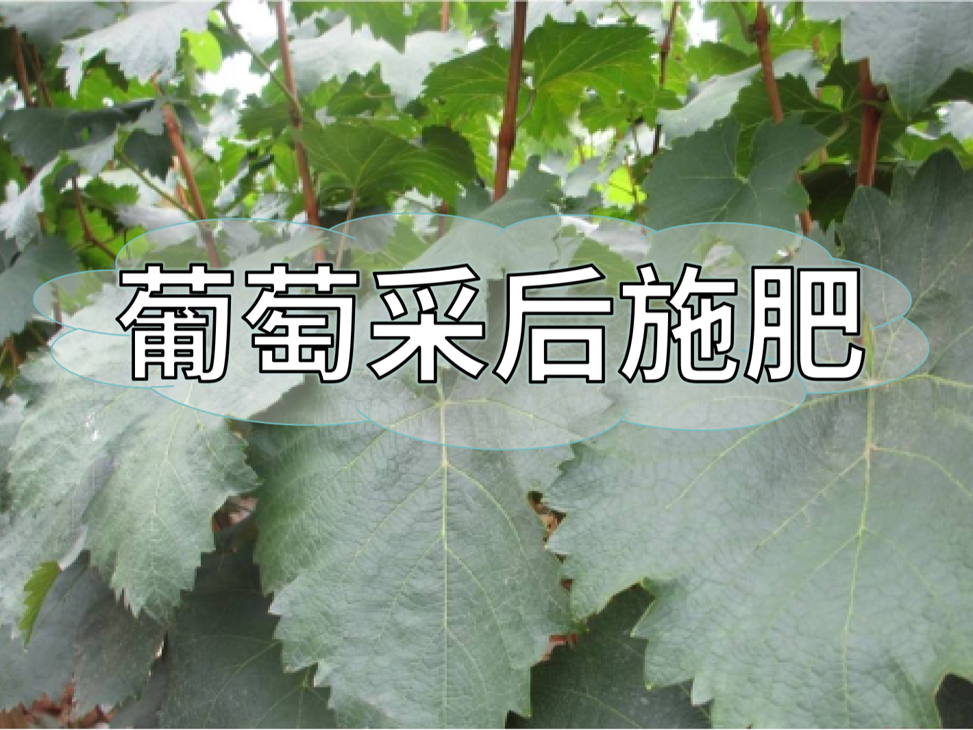 高產(chǎn)葡萄園采后如何施肥？