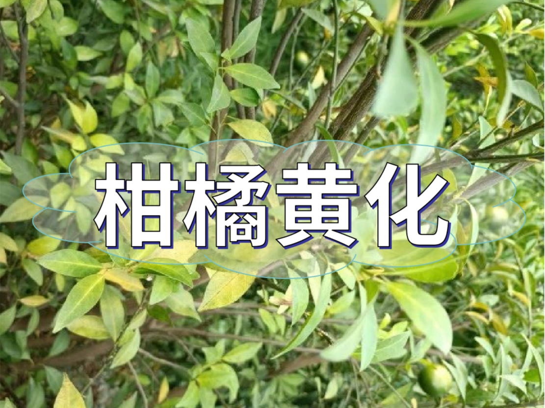柑橘秋黃嚴(yán)重，秋梢難老熟，怎么解決？