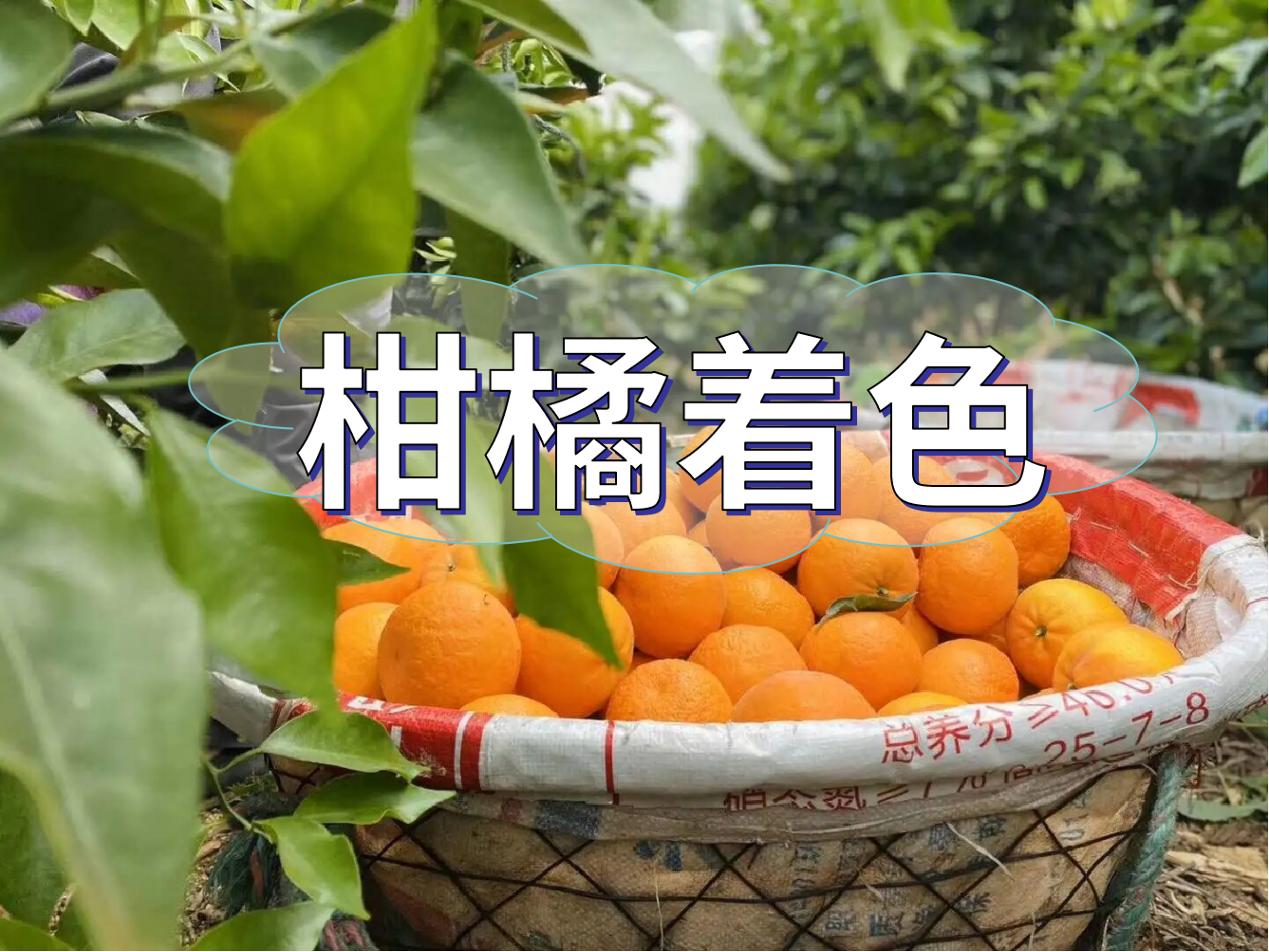 柑橘膨大轉(zhuǎn)色<i style='color:red'>增甜</i>這樣管，成熟快上市早