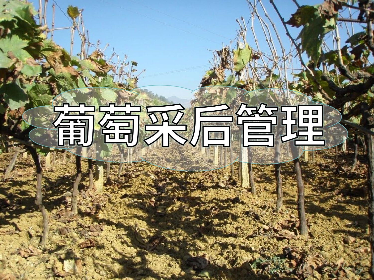 葡萄采摘忙，<i style='color:red'>采后管理</i>得跟上