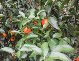 微補方案反饋|跟著農(nóng)友們管理，放優(yōu)質(zhì)秋梢并不難