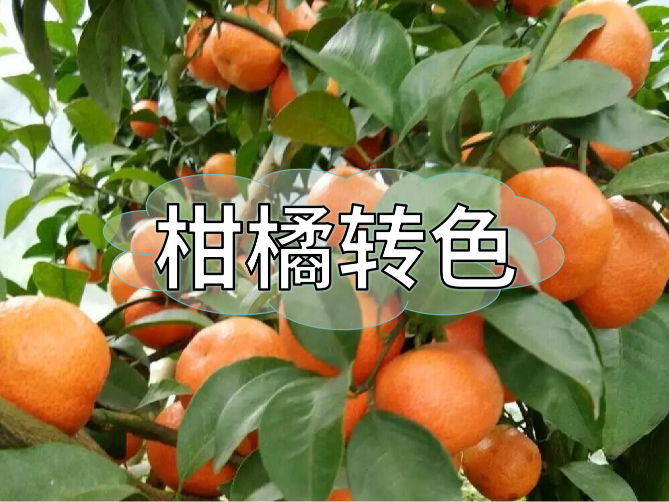 柑橘轉(zhuǎn)色期補鈣也很重要，千萬別忽略