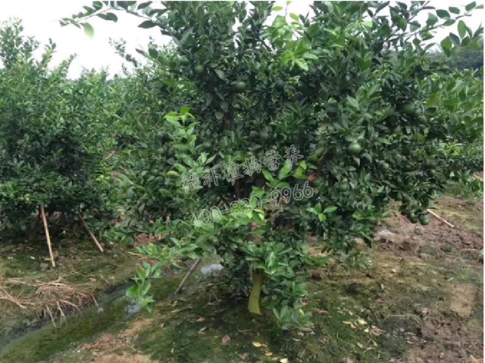 別人果園落果慘重，為何她的果園黃蒂落果少？