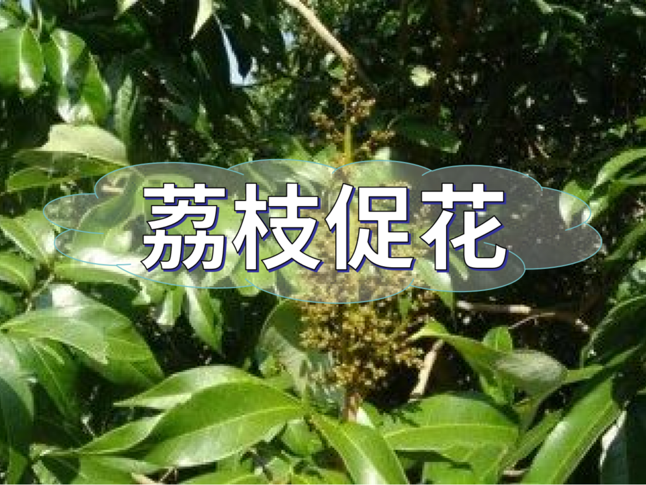 早熟荔枝，開(kāi)始促花啦！