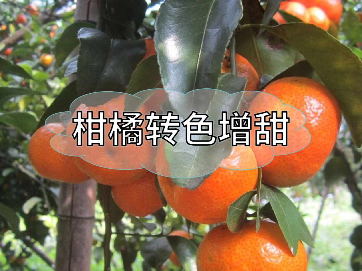柑橘轉(zhuǎn)色增甜，這個(gè)方案簡(jiǎn)單又好用