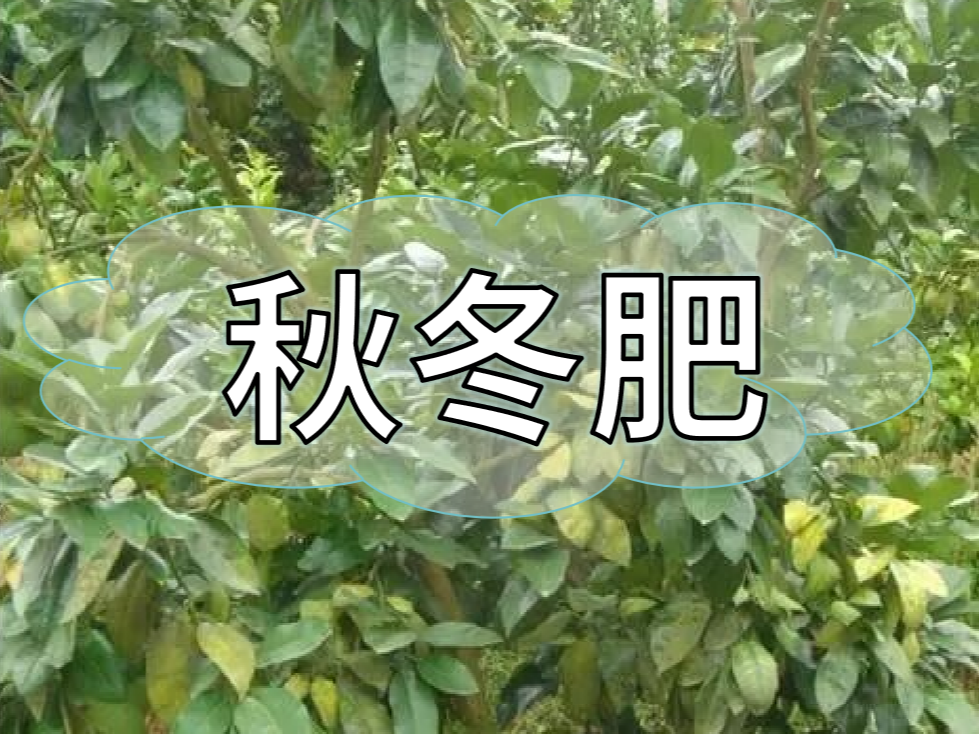 采后秋冬肥，有幾大問(wèn)題需要農(nóng)戶朋友們注意