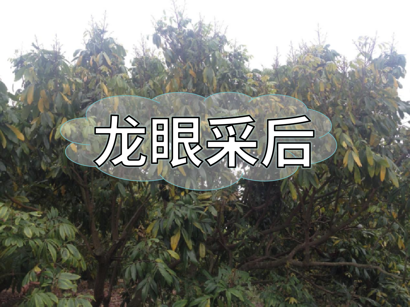 龍眼采摘后，做好保樹工作，預(yù)防大小年