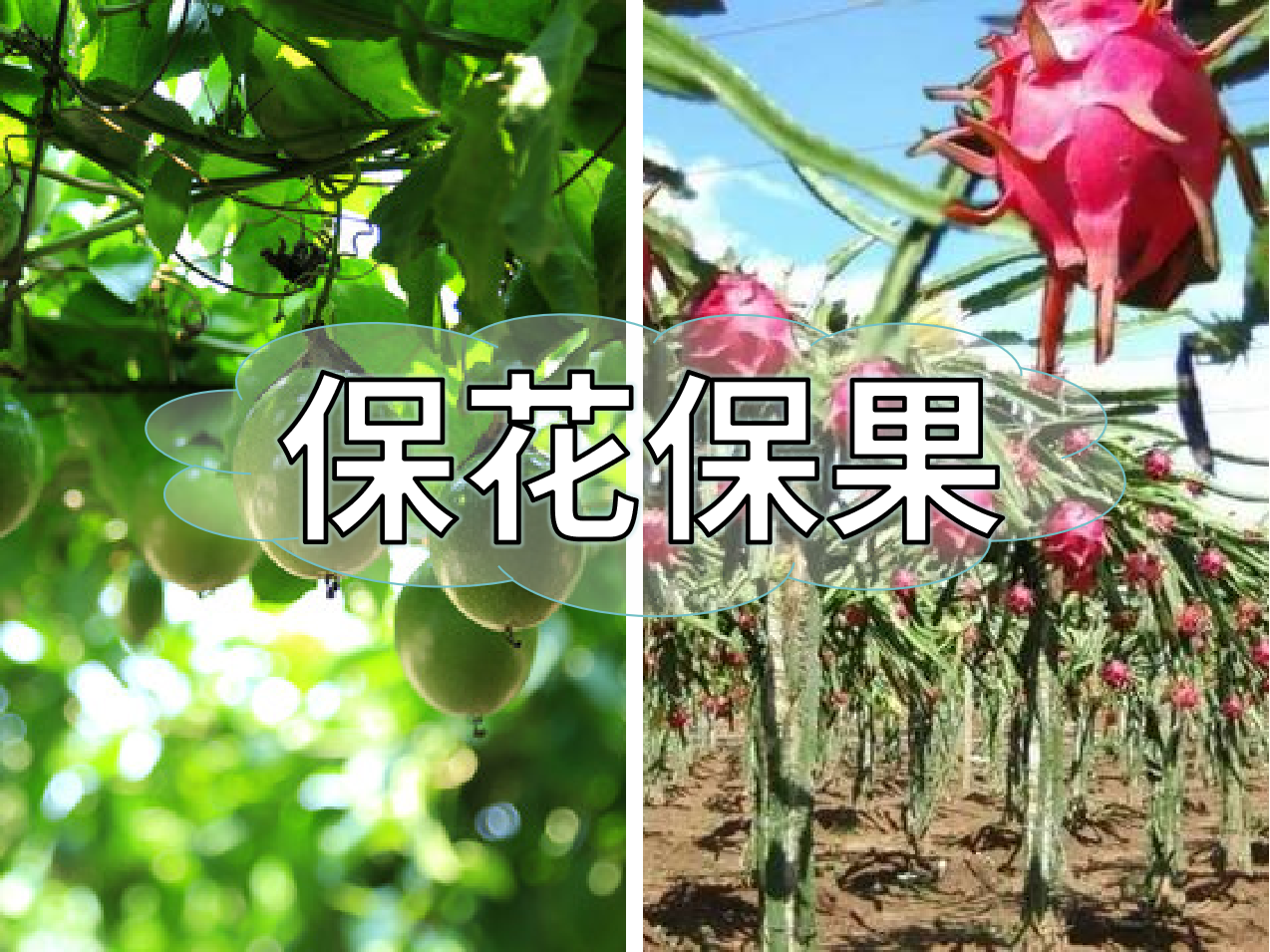 百香果、火龍果連續(xù)開花坐果期促花保果怎么做？