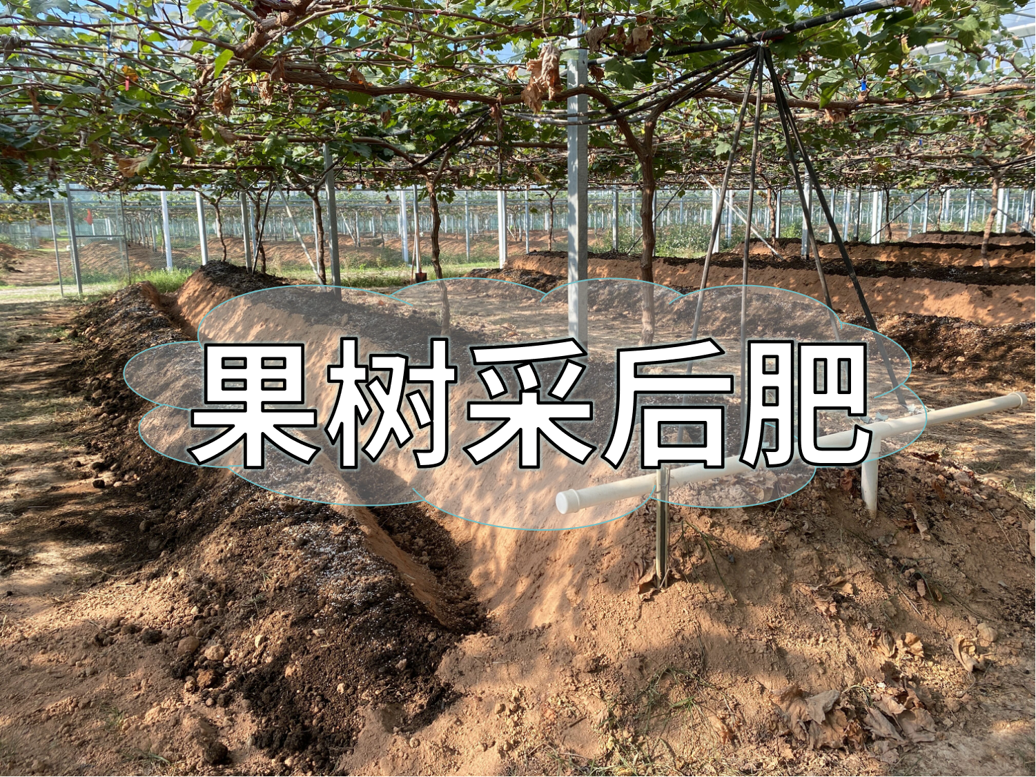 果樹采后肥這樣下，明年穩(wěn)產(chǎn)豐產(chǎn)