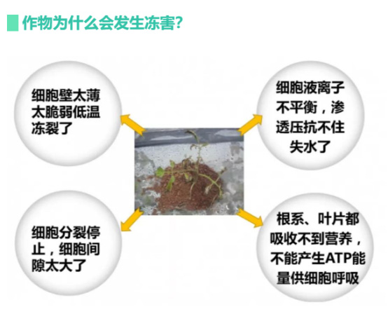 讓作物安全過(guò)冬的實(shí)用小妙招，速看