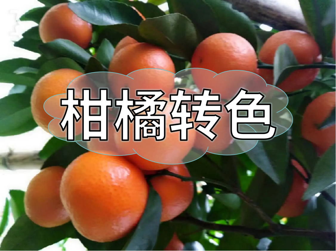 柑橘轉(zhuǎn)色期重補鈣，不浮皮少霜凍，增產(chǎn)增收