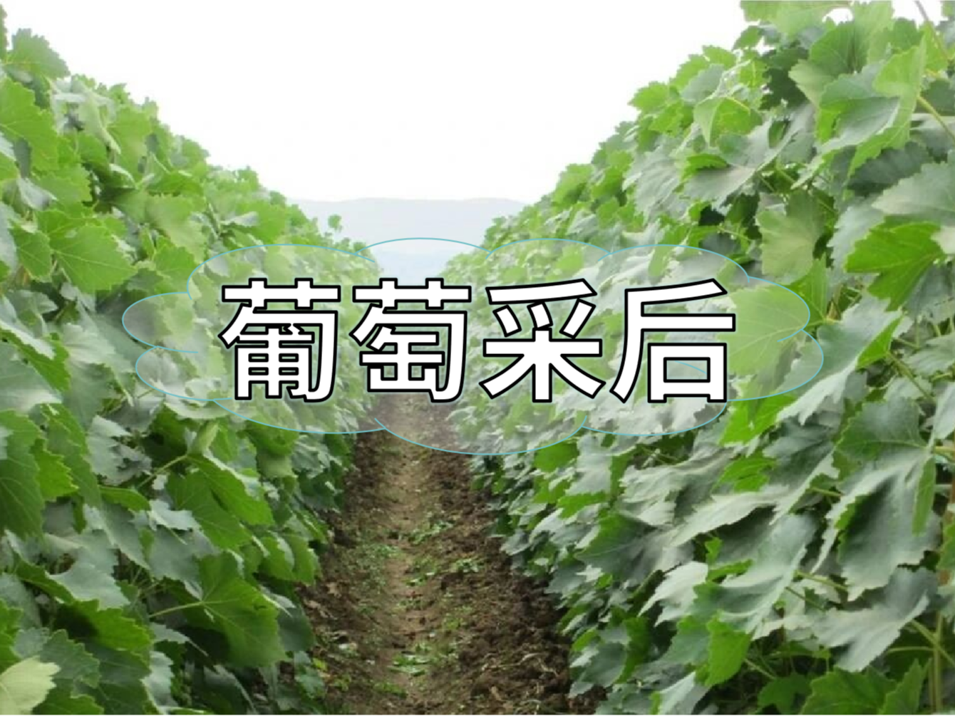 葡萄采后棄管問題大，有效管理這樣做