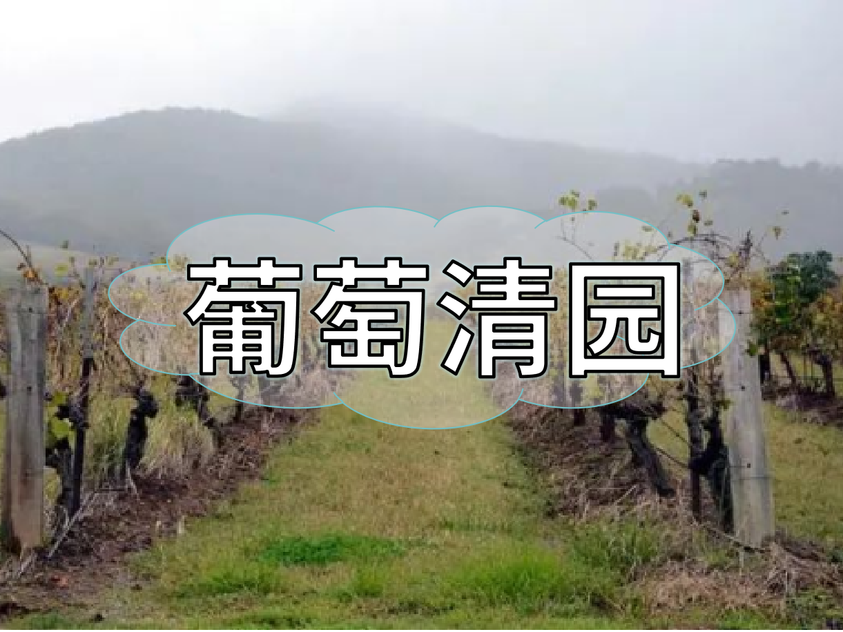 葡萄清園怎么進(jìn)行？