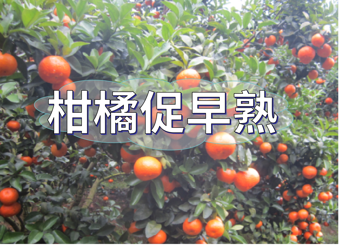 柑橘如何安全促早熟