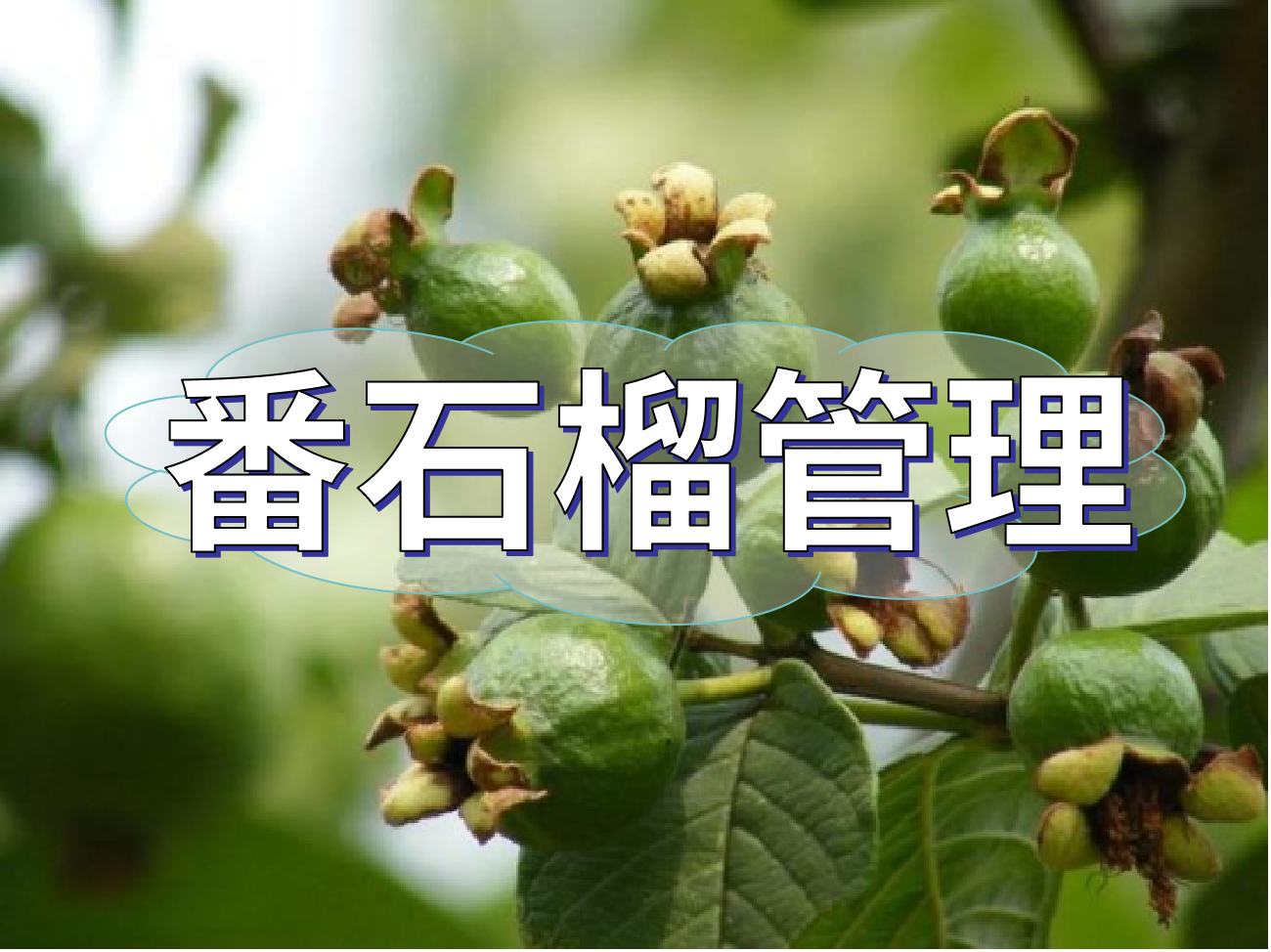 番石榴花少果少，連續(xù)開花坐果期這套方案提高產(chǎn)量