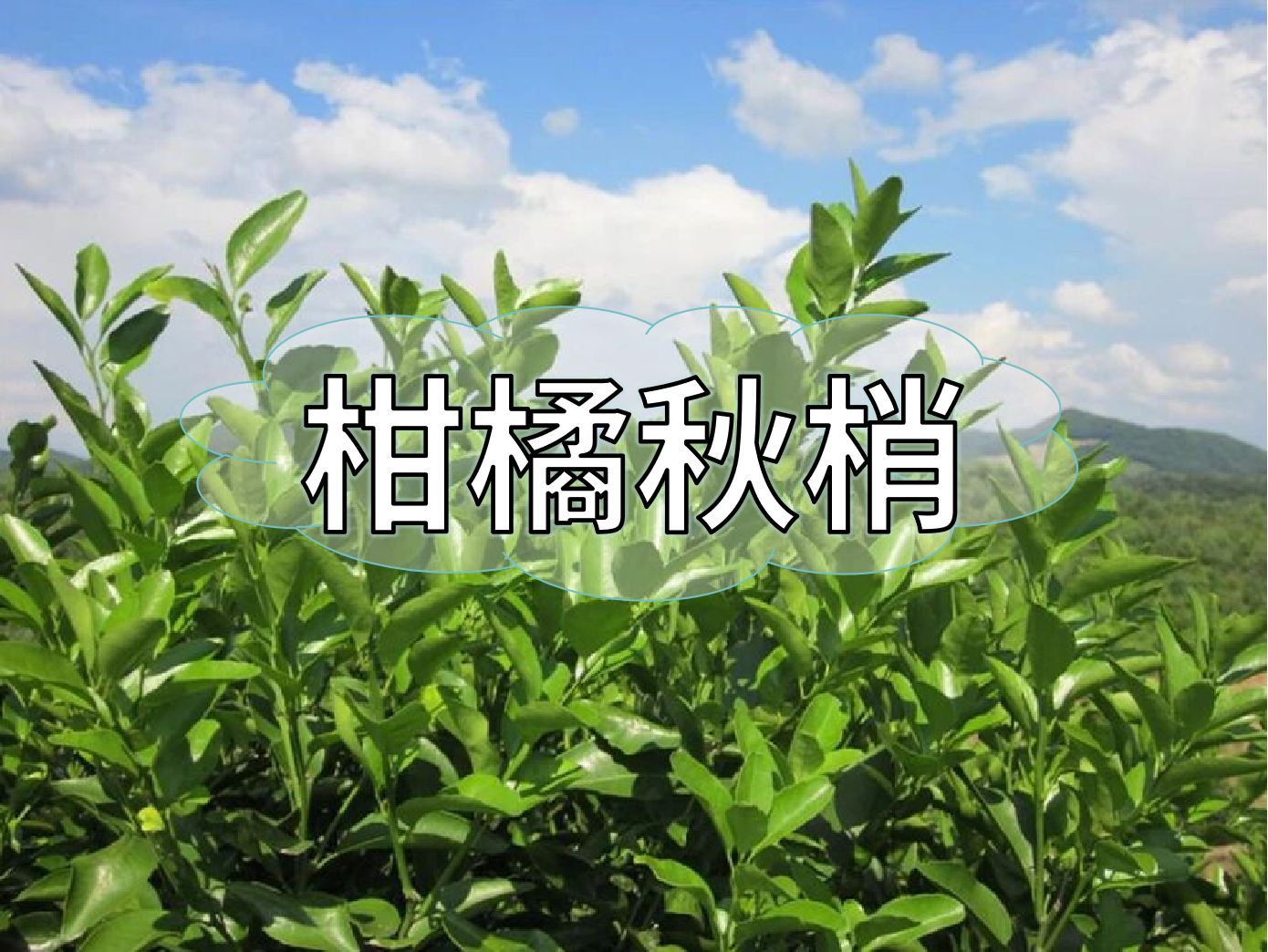 柑橘秋梢不老熟？別慌！這樣促熟保豐收