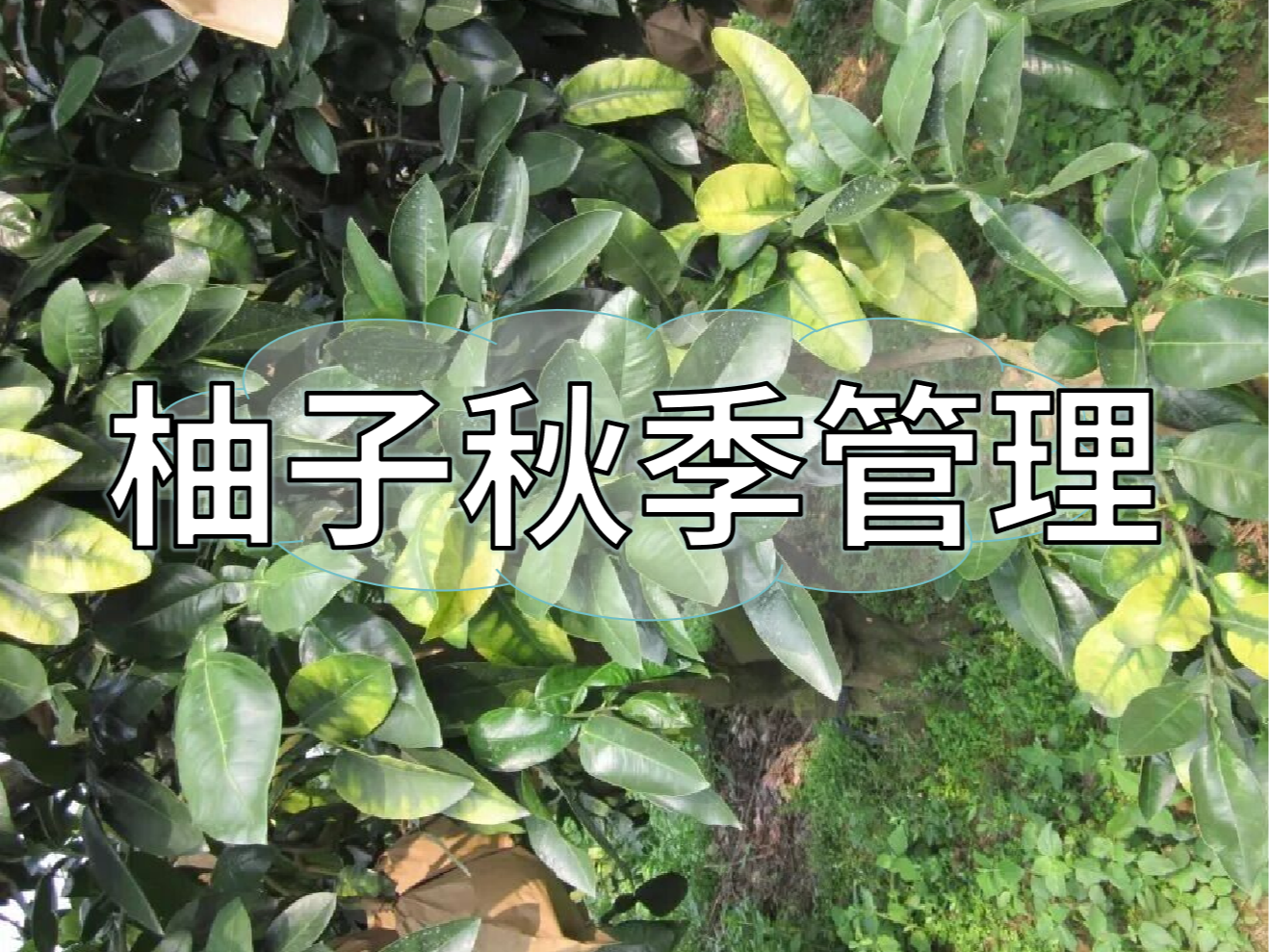 柚子采前增甜提質(zhì)、采后養(yǎng)樹促花，兩步搞定