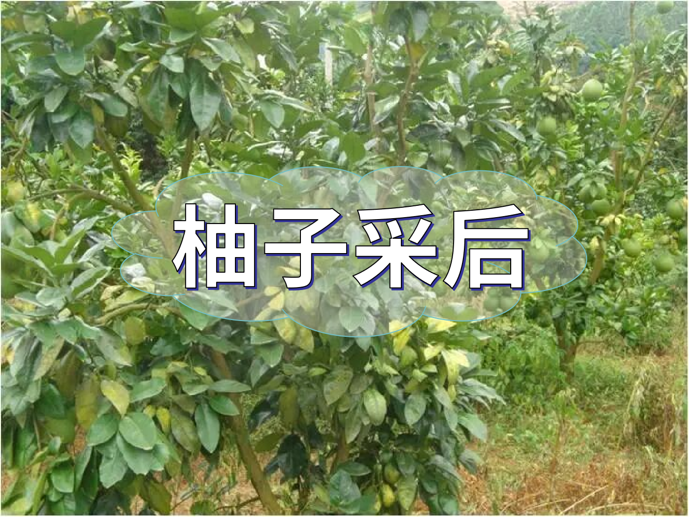 柚子采后這么管，來(lái)年不減產(chǎn)