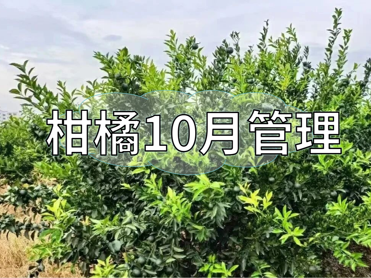 柑橘10月管理：秋梢老熟、促著色、促花芽分化