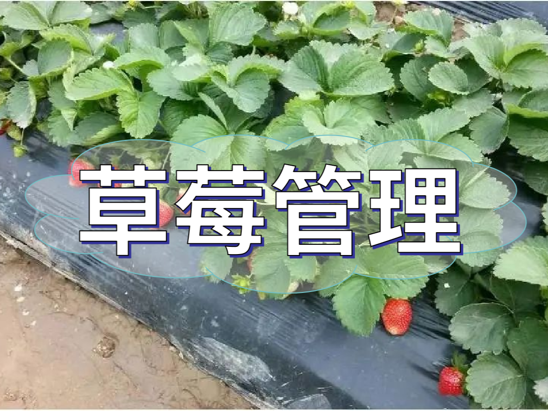這樣做讓你的草莓品質(zhì)好，產(chǎn)量高！