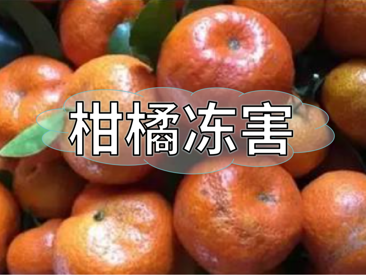 柑橘凍害難恢復(fù)，防凍提前做更重要