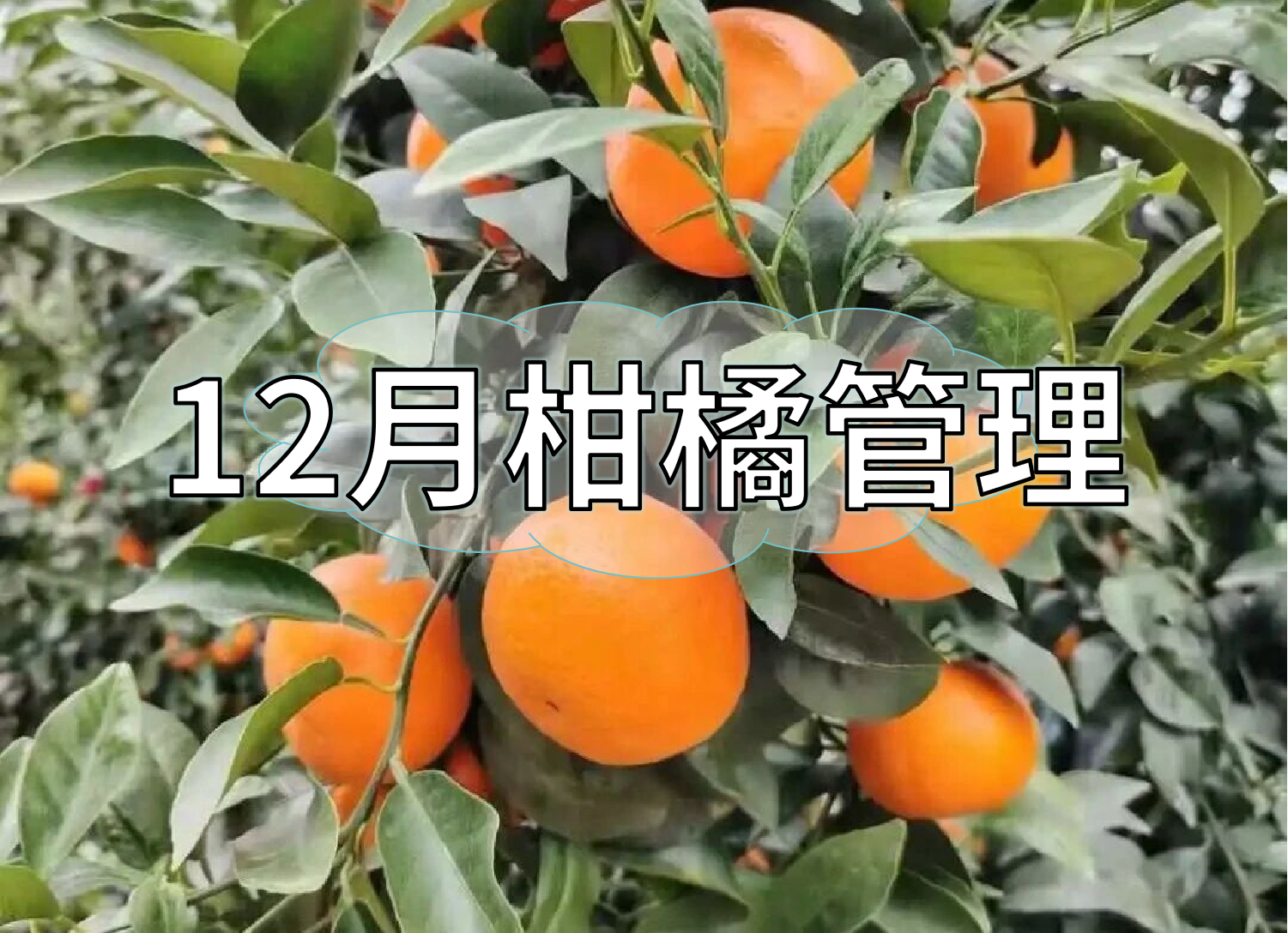 柑橘現(xiàn)在管理要點：著色防凍，保樹促花防病蟲