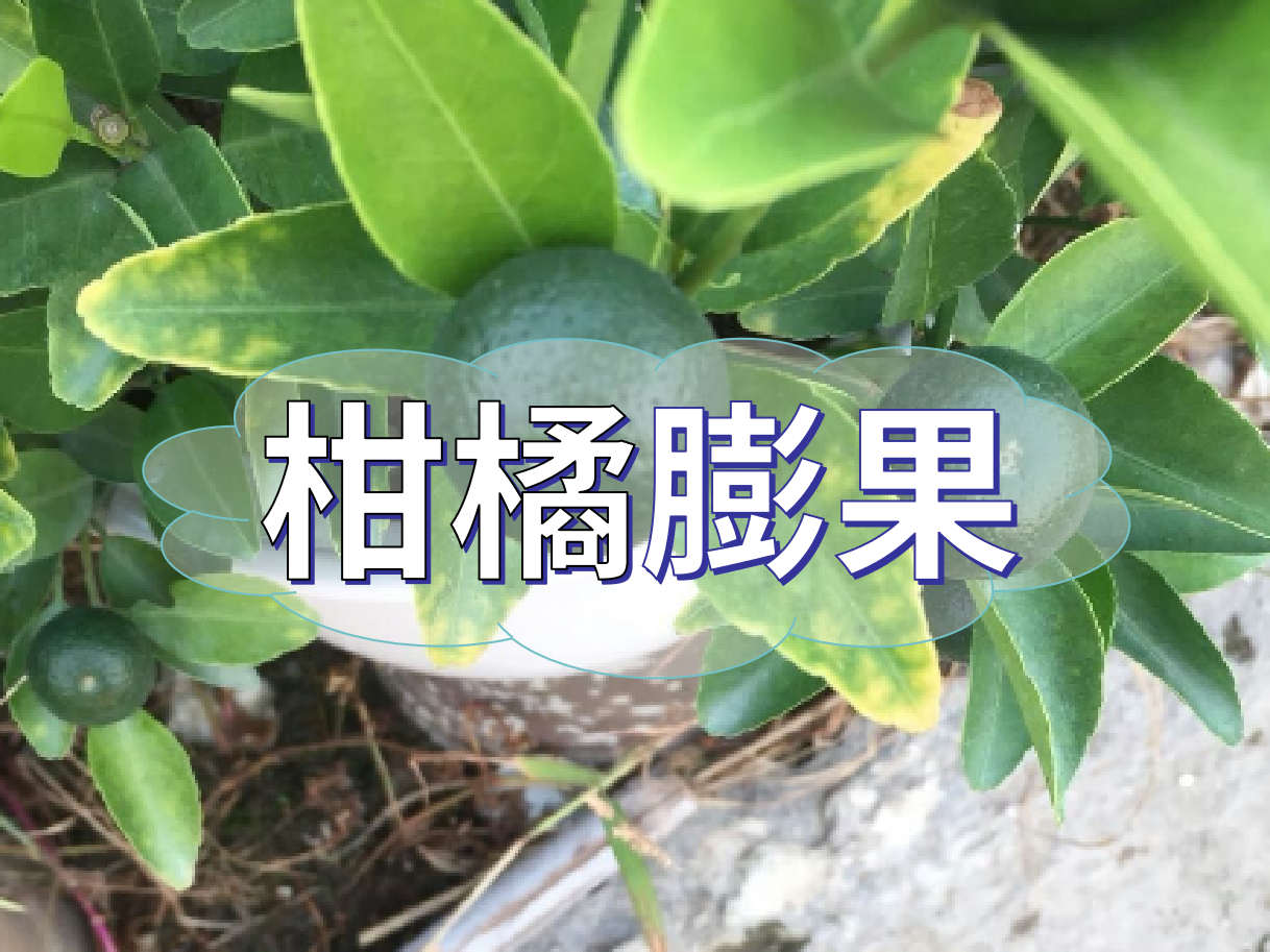 柑橘膨果慢？膨果并非多補(bǔ)鉀這么簡(jiǎn)單！