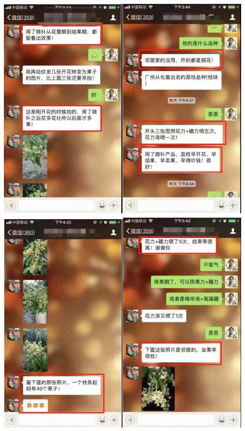 荔枝園連年高產(chǎn)，秘訣在這里